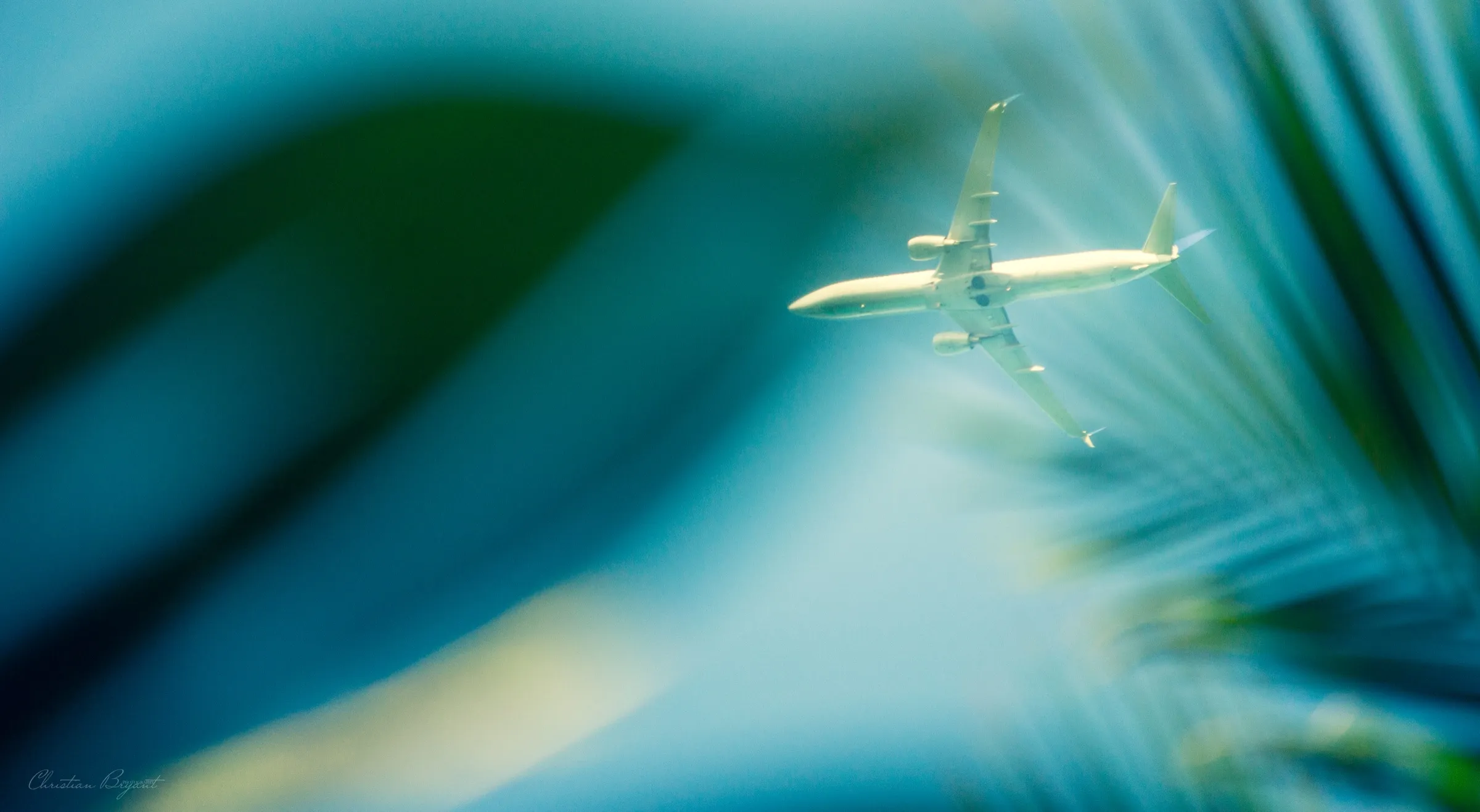 Aeroplane seen through palm fronds